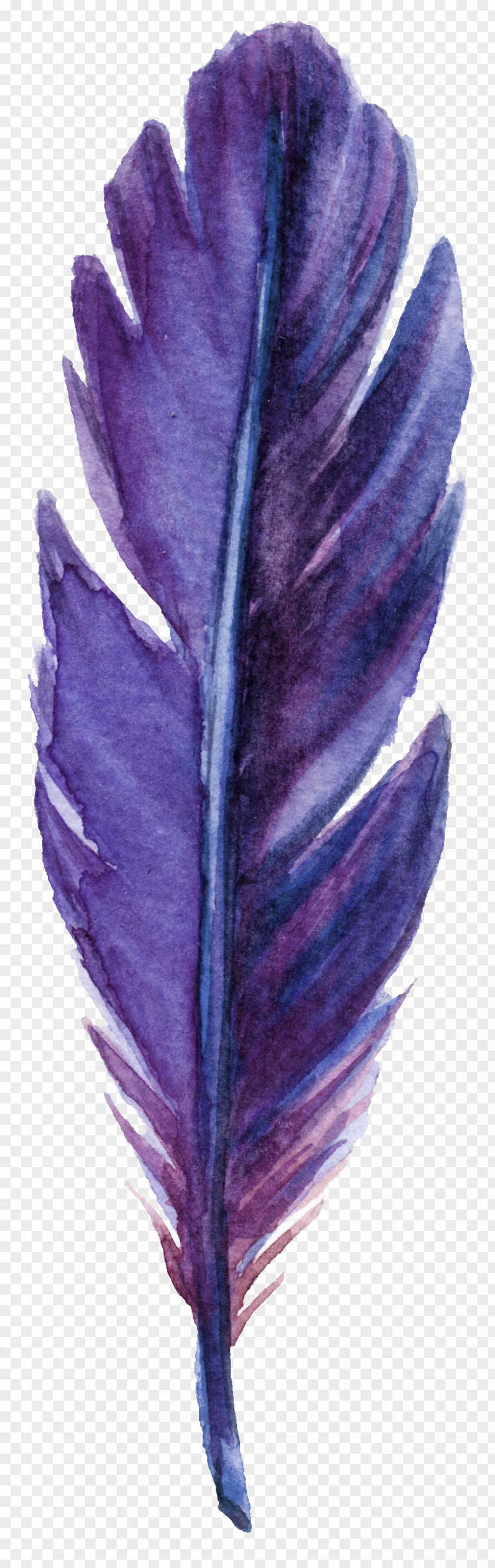 Purple Feather Leaves Leaf Green PNG