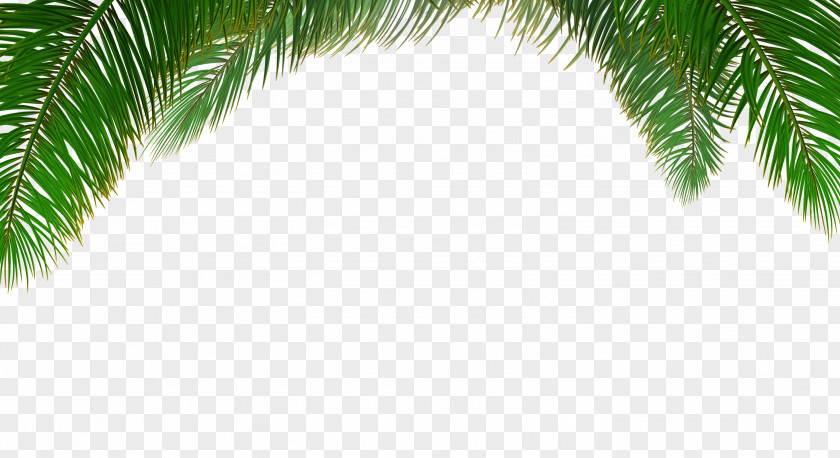 Vector Palm Tree Background Arecaceae Euclidean Leaf PNG