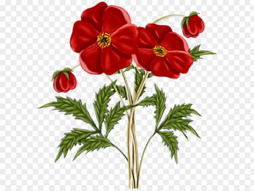 Adonis Cut Flowers Flower Flowering Plant Red Petal PNG