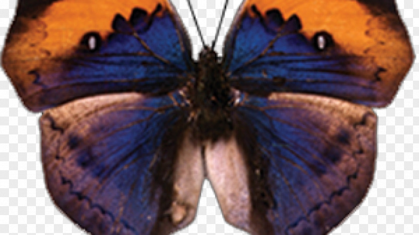 Butterfly Monarch Gossamer-winged Butterflies Moth Large Tree Nymph PNG