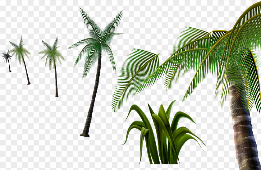 Coconut Tree Material 3D Pull-free PNG