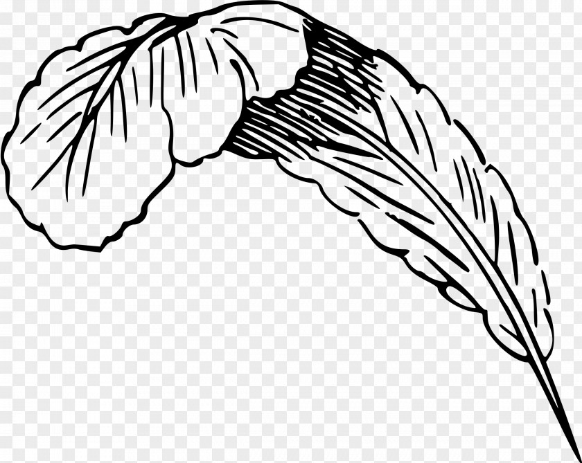 Drawing Feather Clip Art PNG