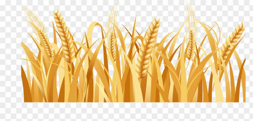 Golden Wheat Rice Barley Arable Land Farm PNG