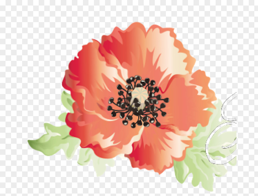 Poppies Cut Flowers Opium Poppy Clip Art PNG