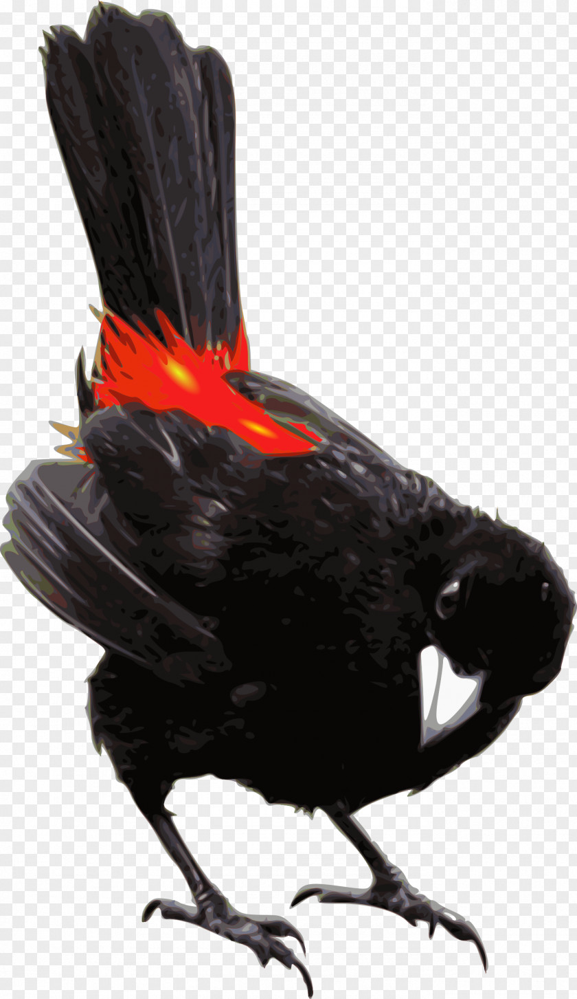 Scarlet Witch Bird Passerini's Tanager Galliformes Beak PNG