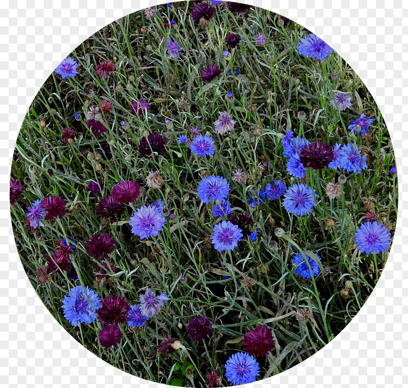 Seedpod Groundcover Lawn Wildflower Annual Plant Shrub PNG