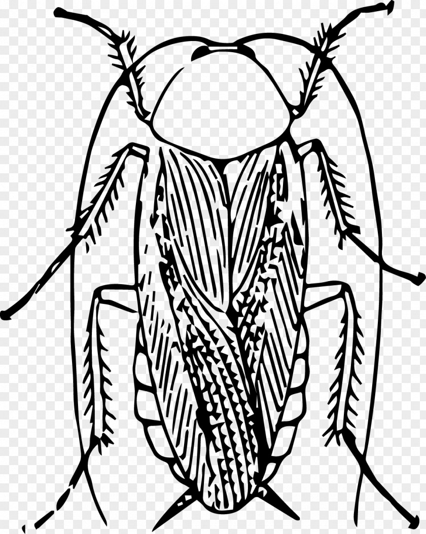 Vector Cockroach Insect Clip Art PNG