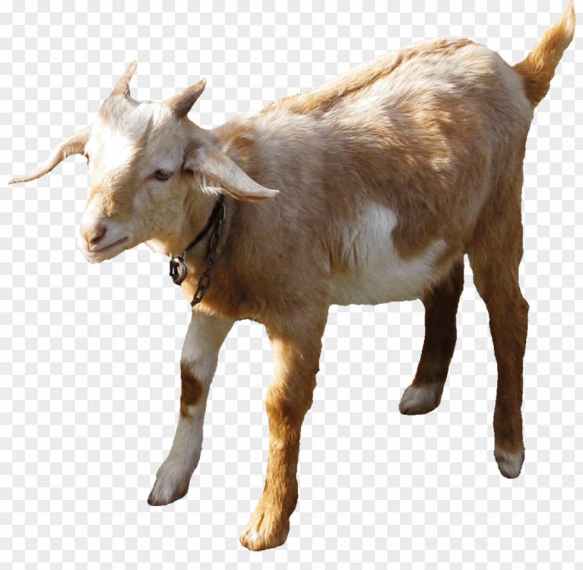 Animal Figure Wildlife Goat Cartoon PNG