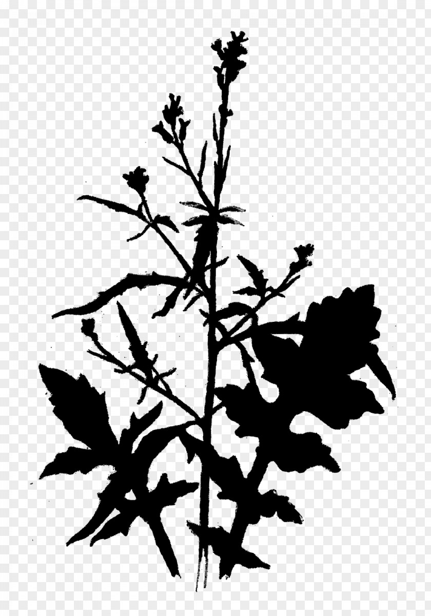 Clip Art Plant Stem Silhouette Flowering Line PNG