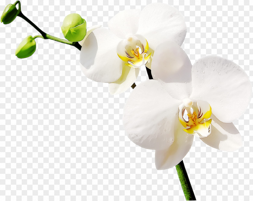 Flower Moth Orchid White Plant Petal PNG