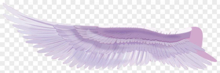 Purple Wings Vector Feather Eyelash PNG