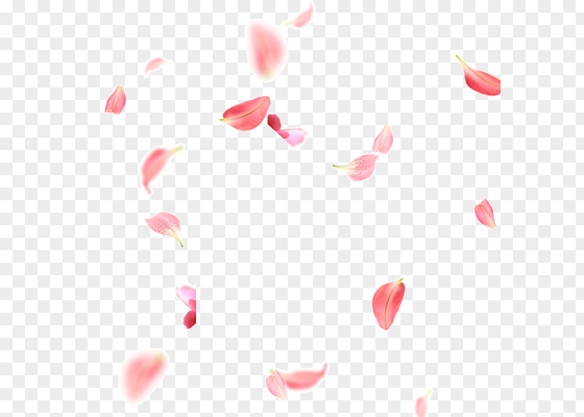 Cdr Petal Pink Flower PNG
