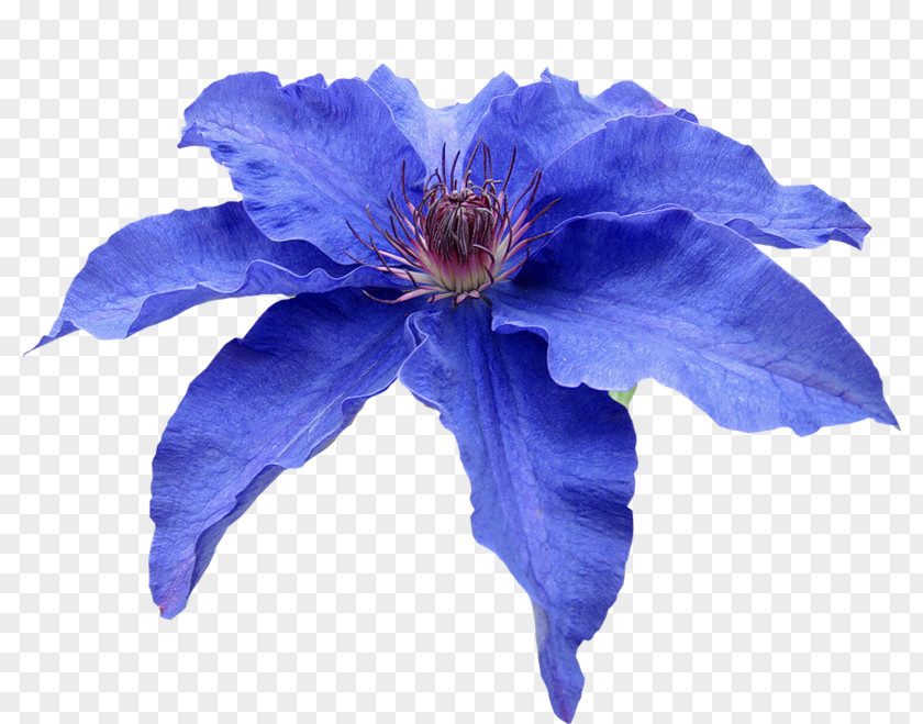 Flower Blue Petal Plumbago Auriculata PNG