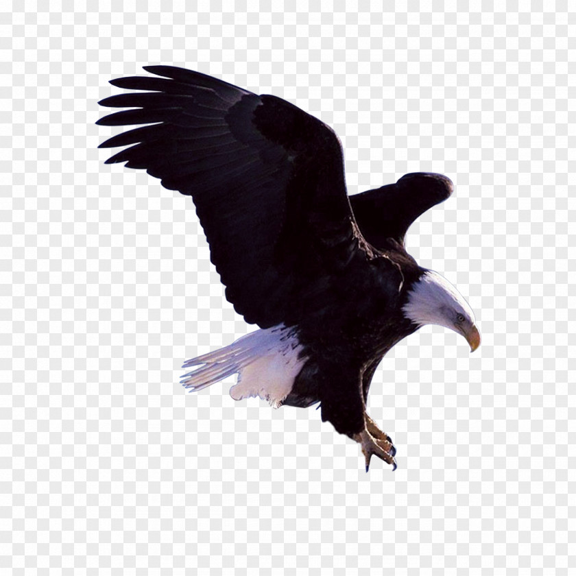 Flying Eagles Bald Eagle Bird PNG