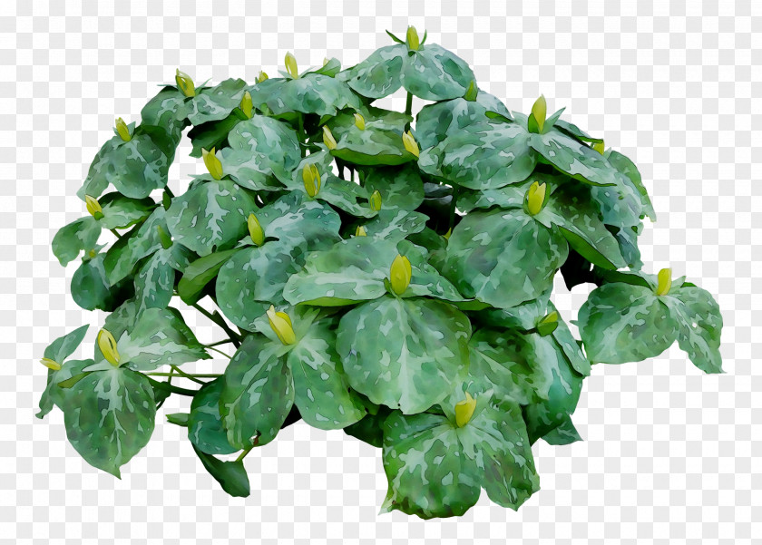 Leaf Herb Groundcover PNG