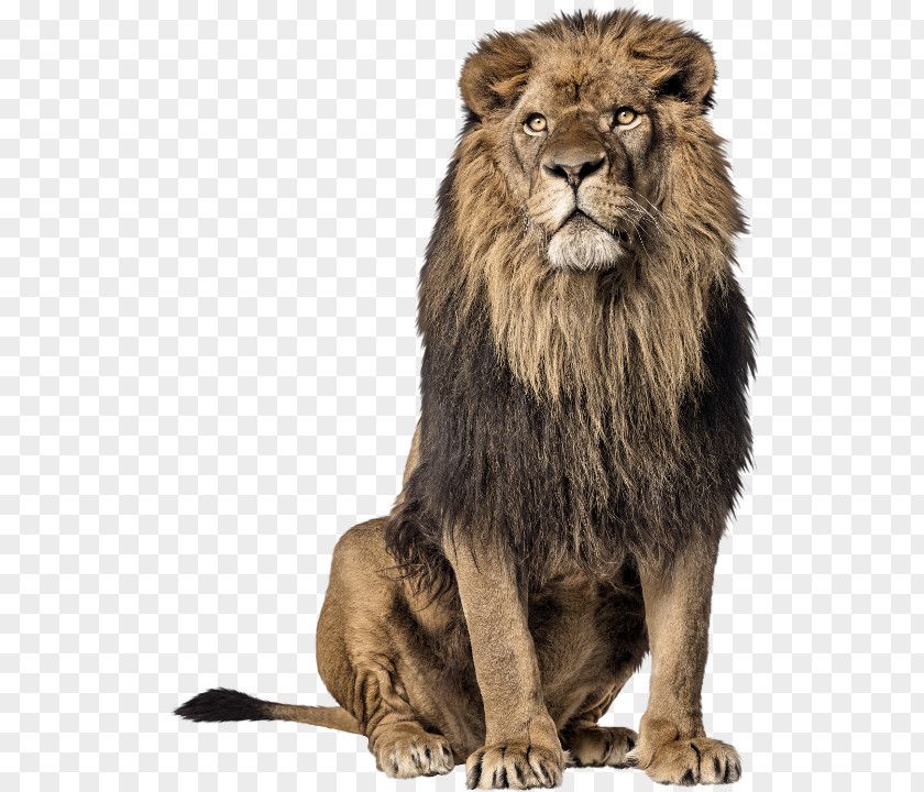 Lion Free East African Animal Whiskers Fur Wildlife PNG