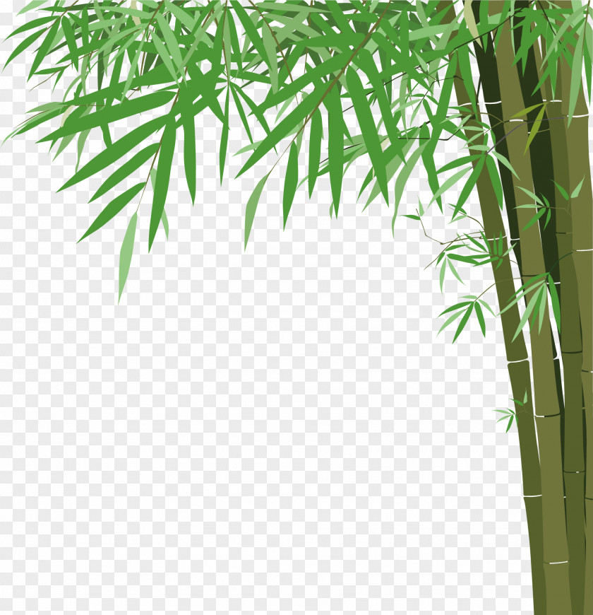 Bamboo Vector Material Euclidean Illustration PNG