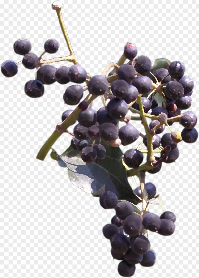 Beautiful Hand-painted Blueberry Fruit Branch Grape Frutti Di Bosco Bilberry PNG