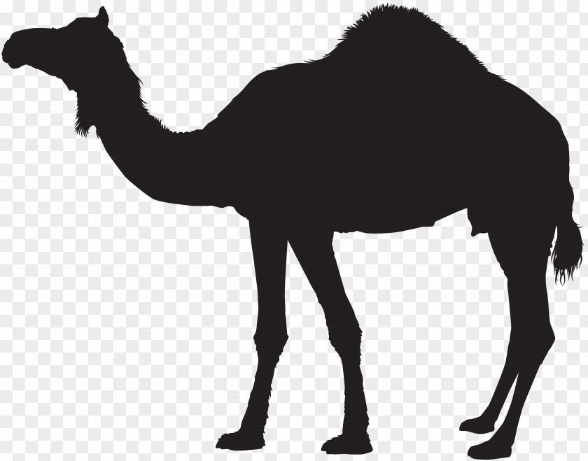 Camel Dromedary Bactrian Silhouette Clip Art PNG