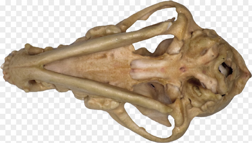 Dog Skull Cartoon Reptile Jaw PNG
