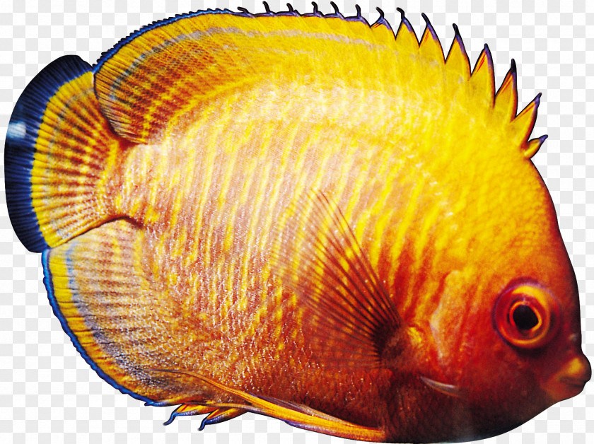 Fish Tropical Ornamental Goldfish PNG