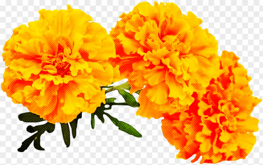 Petal Plant Orange PNG