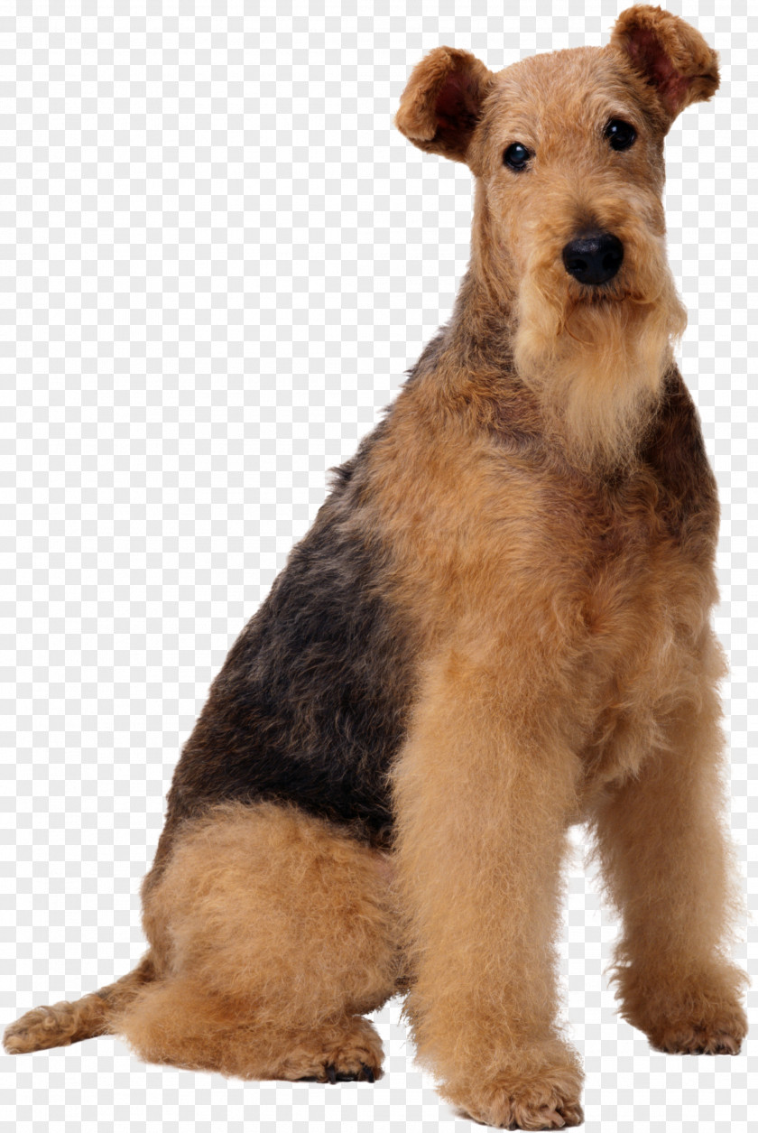 Puppy Airedale Terrier Old English Sheepdog Wire Hair Fox Maltese Dog Boston PNG