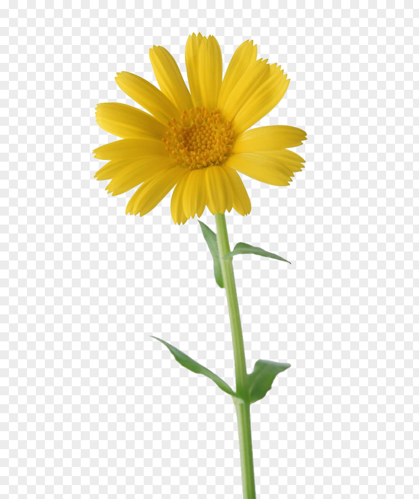 Sunflower Happiness Thursday Animation PNG