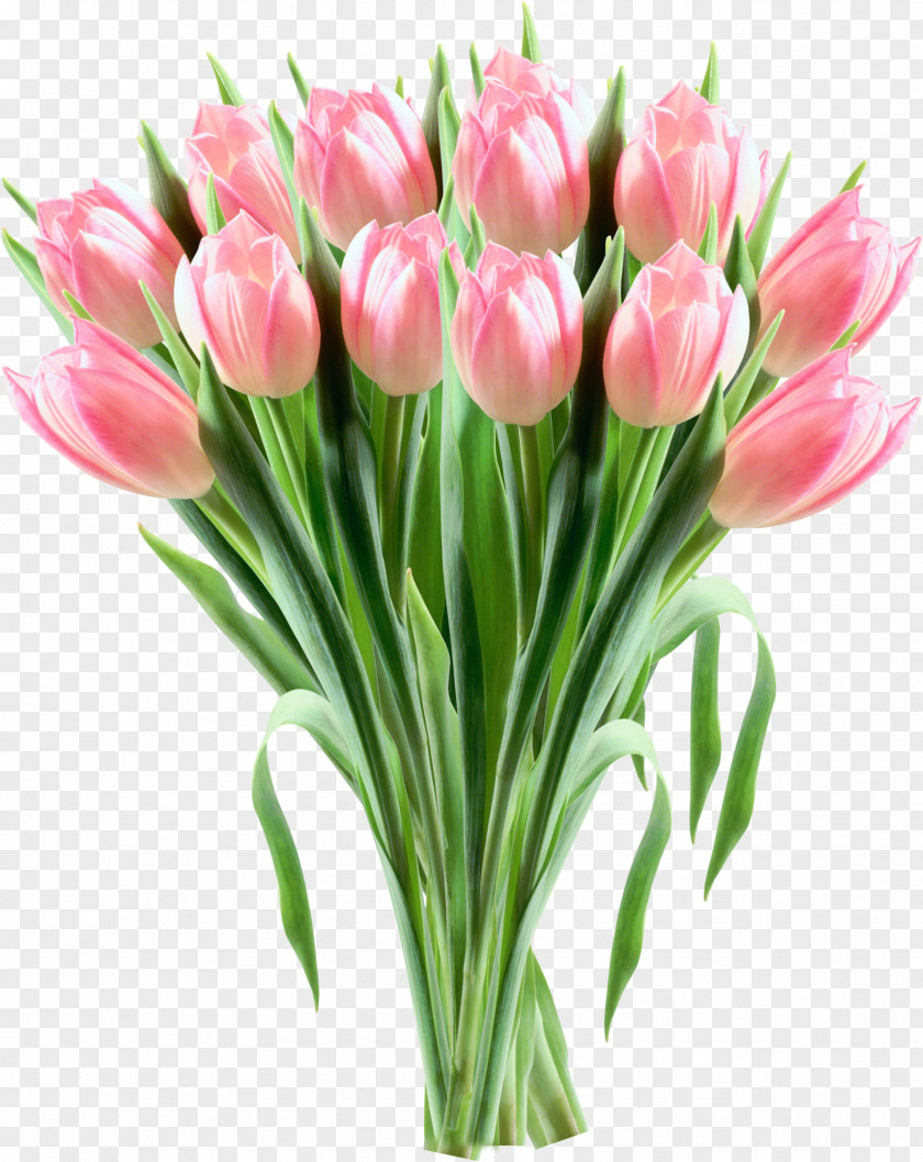 Tulip Pink Flowers Clip Art PNG