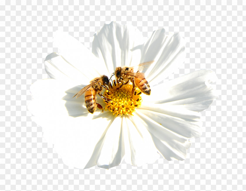 White Flowers With Bees Light Bee Nectar Visible Spectrum PNG