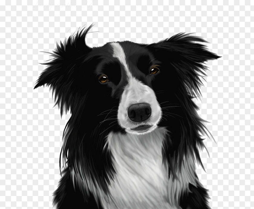 Working Dog Papillon Border Cartoon PNG