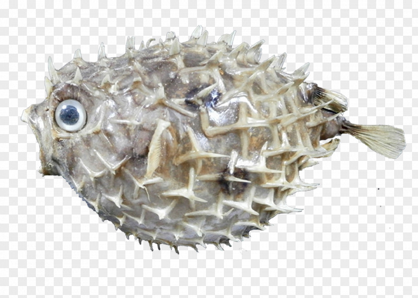 Erizo Pufferfish PNG