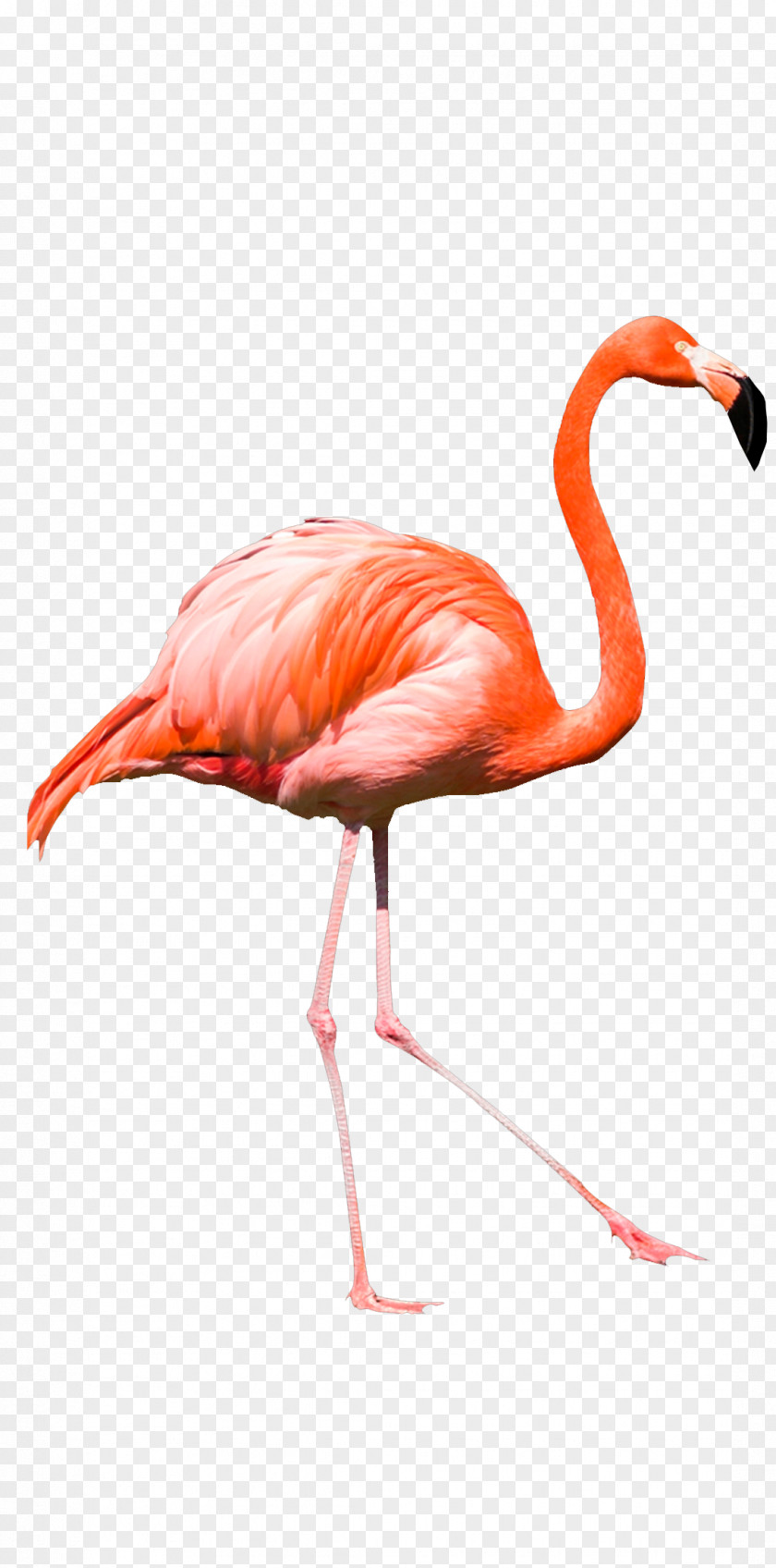 Flamingo Clip Art Illustration Image PNG