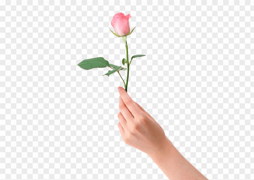 Hand Holding Flower Beach Rose PNG