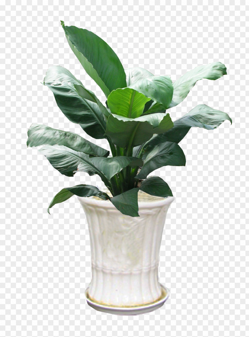Hoa Lan Ornamental Plant Peace Lily Orchids Spathiphyllum Patinii Homo Sapiens PNG