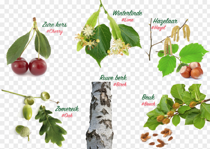 Tilia Cordata English Oak Tree Landscape Description Education PNG