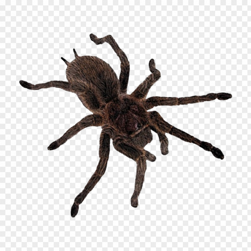 Animal Figure Pest Spider Web PNG