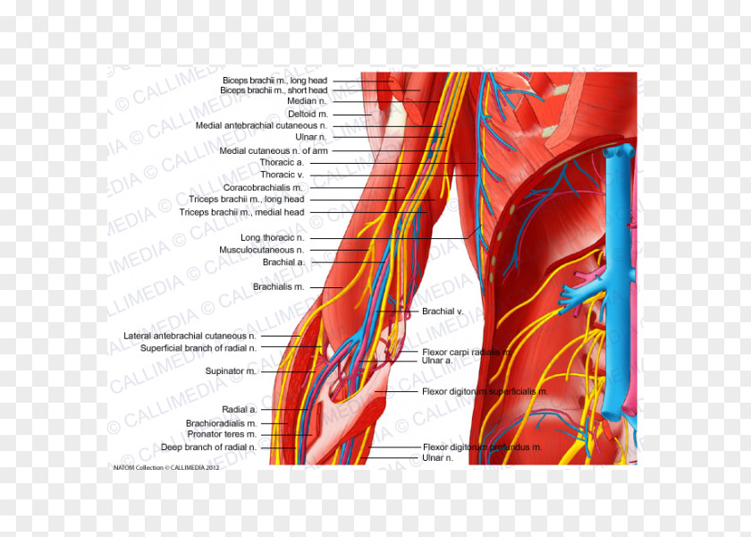Arm Anterior Compartment Of The Forearm Nerve Human Body Muscle PNG