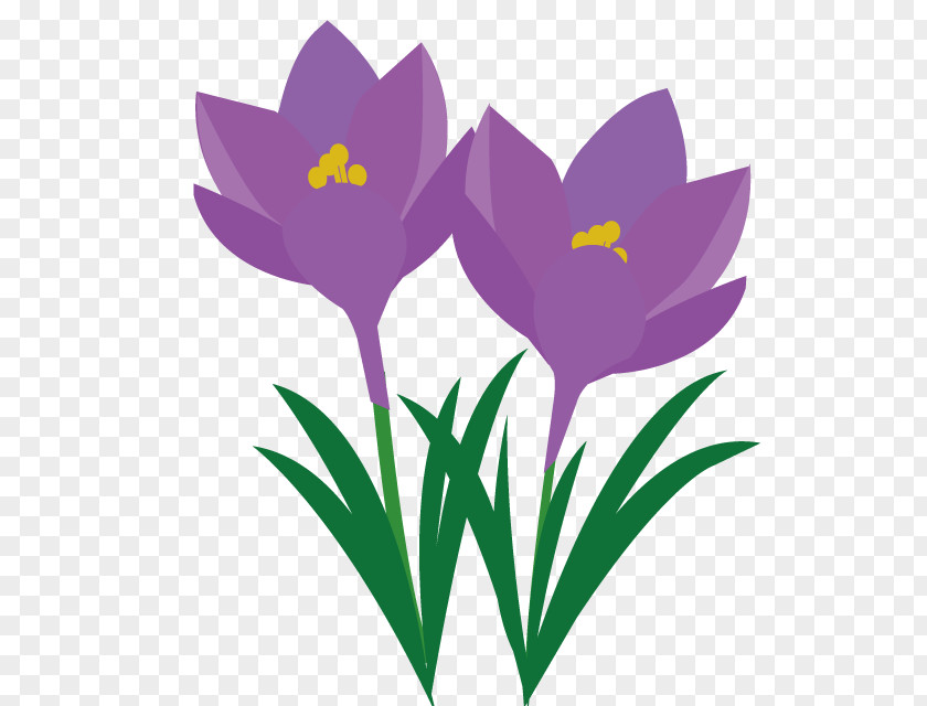 Crocus Clip Art PNG