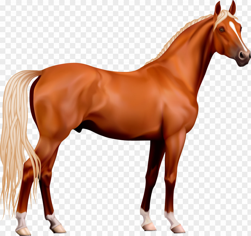 Horse Clip Art Stallion Openclipart PNG