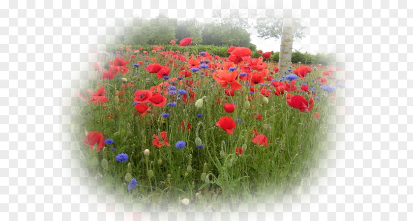 Coquelicot Video Digg Landscape Delicious Album PNG