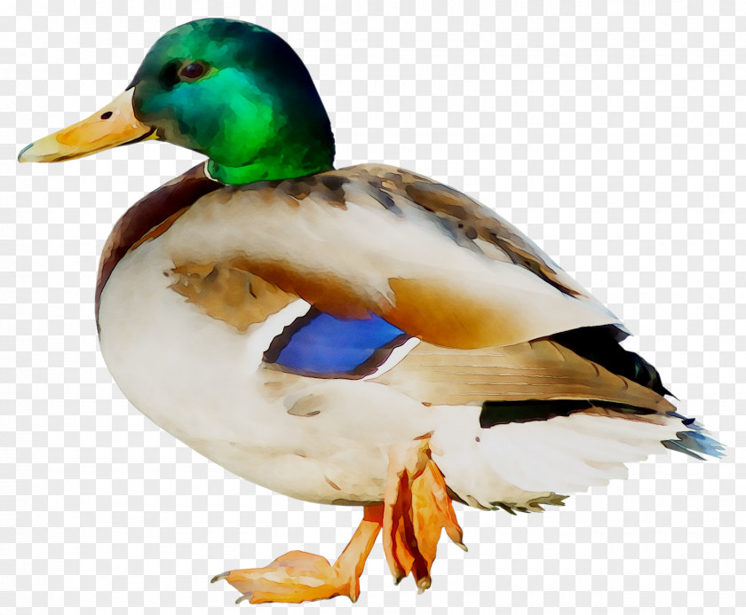 Donald Duck Swans Clip Art PNG