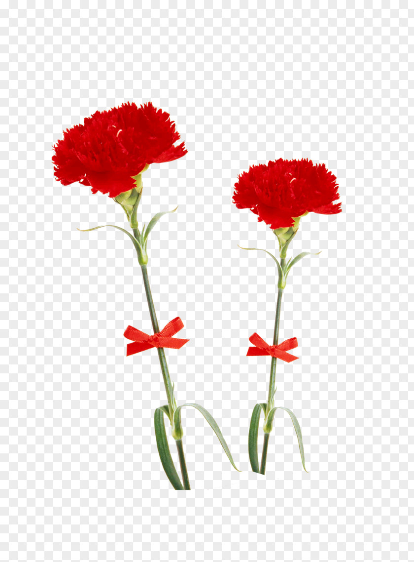 Flower Carnation Multiflora Rose Red Beach PNG
