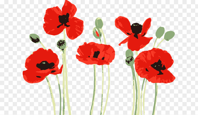 Painting Watercolor Poppy Drawing Bobbie Burgers PNG