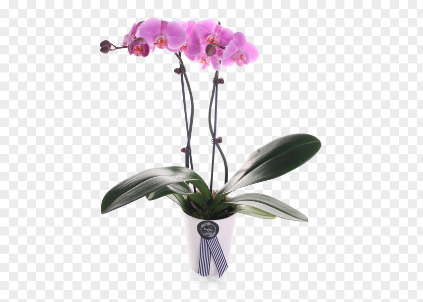 Moth Orchids Cattleya Plant Stem Cut Flowers PNG