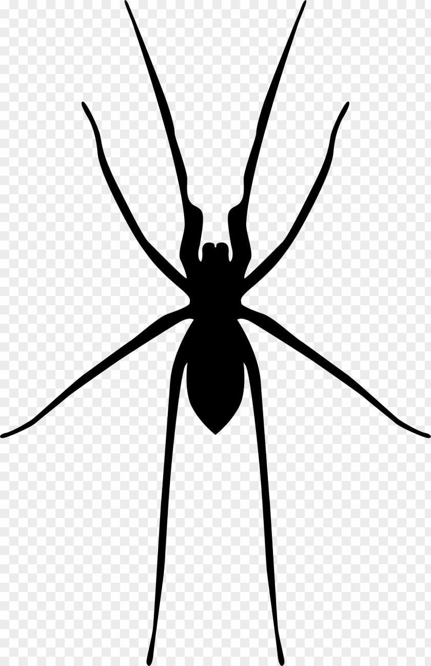 Spider Web Widow Spiders PNG