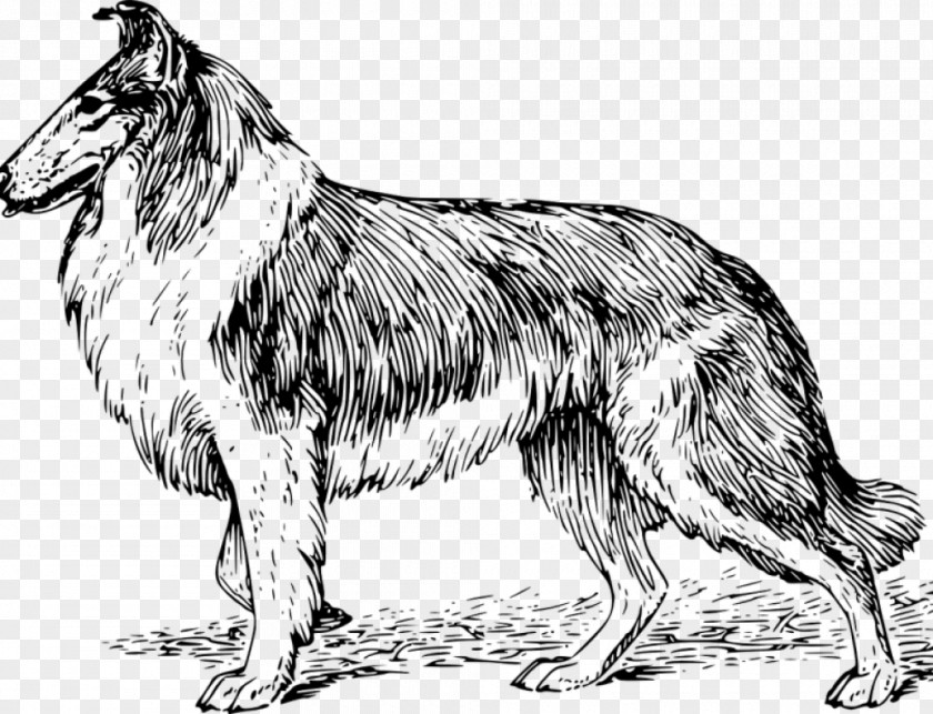 Puppy Rough Collie Border German Shepherd Dobermann PNG