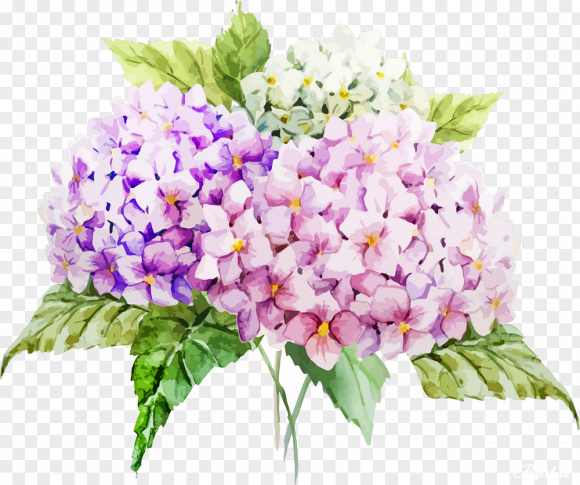 Watercolour Flower French Hydrangea Drawing Watercolor Painting PNG