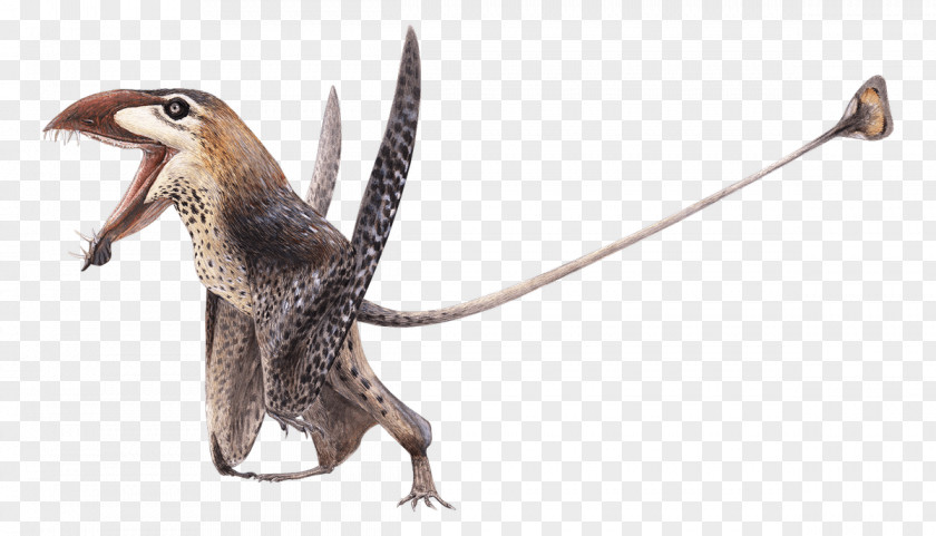 Dinosaur Pachycephalosaurus Nanotyrannus Archosaur Tyrannosaurus PNG
