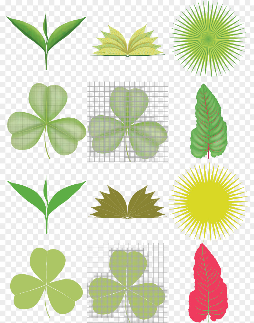 Leaf Petal Green Flowering Plant PNG